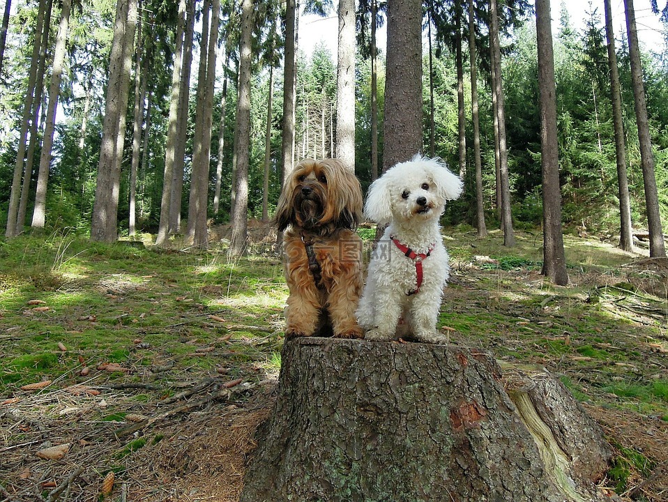 狗,两个,森林
