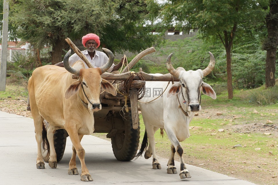 印度,牛karre,拉贾斯坦邦