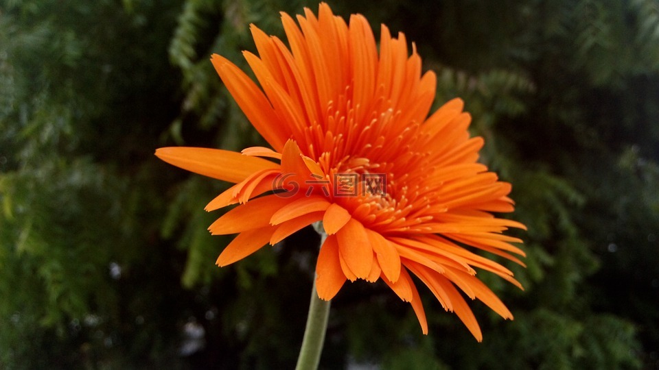 花,橙色,植物