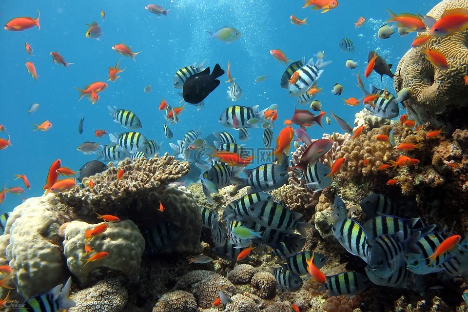 鱼,水族馆,海