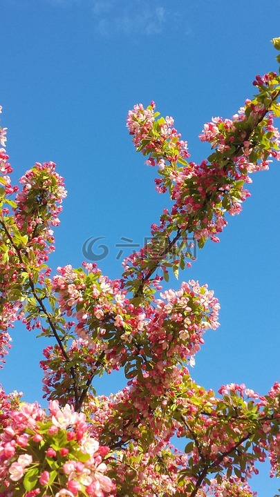 春天,粉色,树