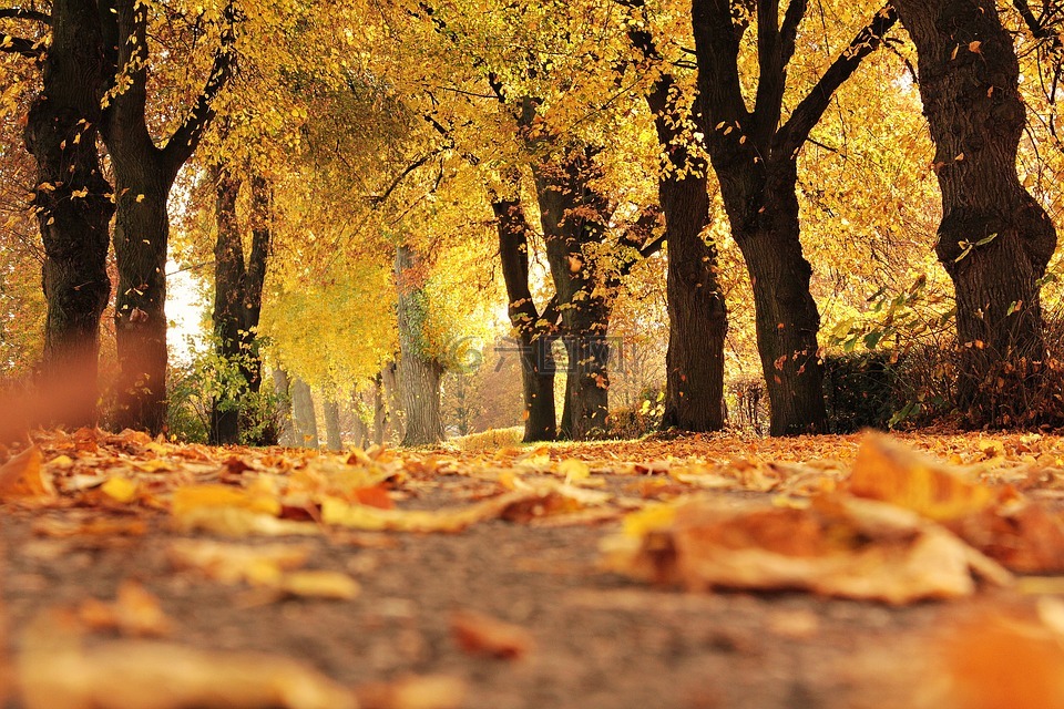 树木,大道,秋季