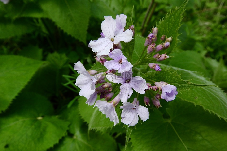 lunaria rediviva,多年生,花