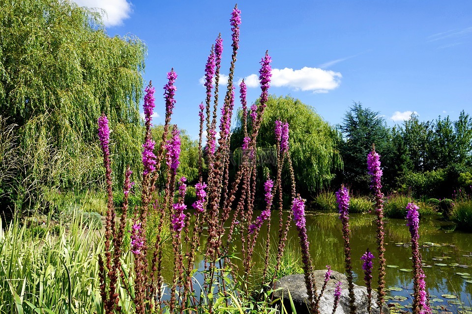 花,水,开花