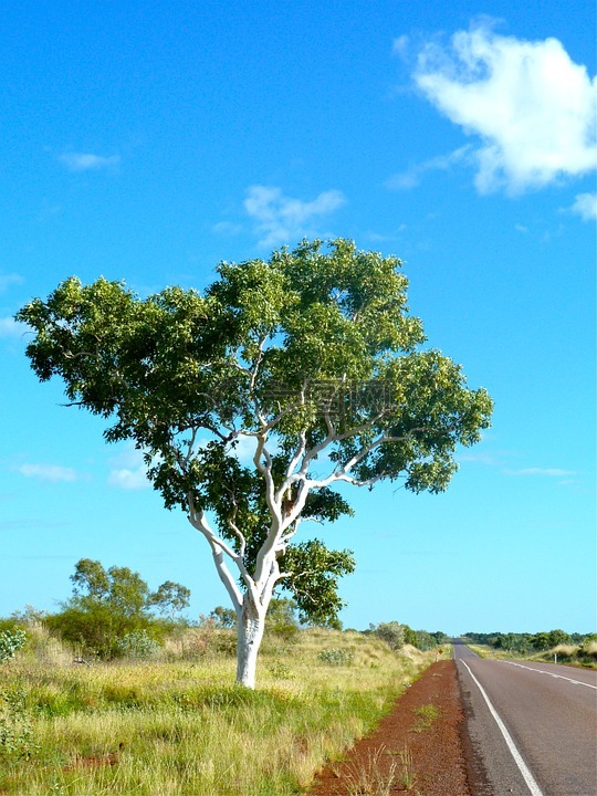 桉树,澳大利亚,内陆地区