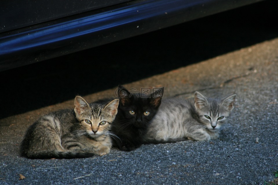 小猫,猫,流浪猫