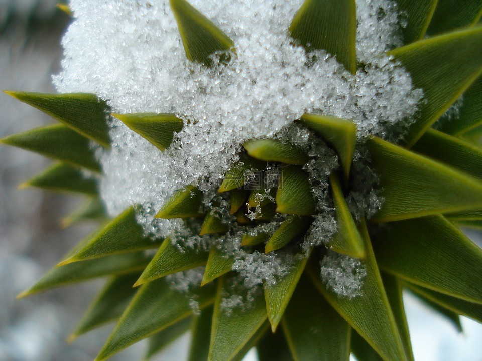 冬天,雪,冰