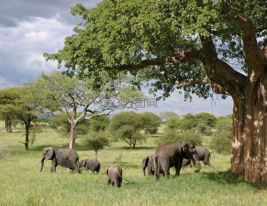 象,大象,坦桑尼亚