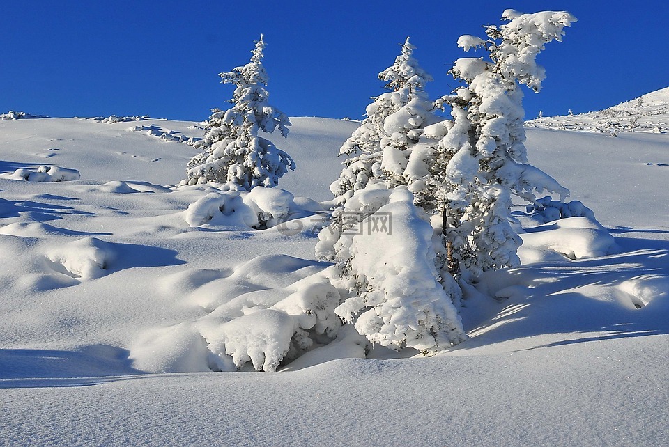 冬季,雪,树