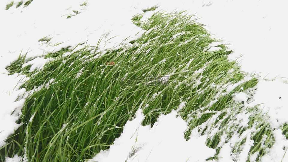 草,雪,冬季高清图库素材免费下载(图片编号:7504416)