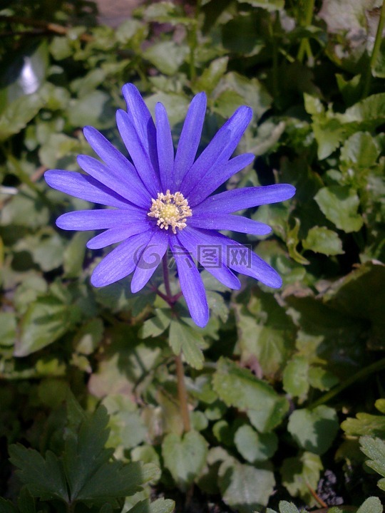 绽放,紫色的小花,花卉