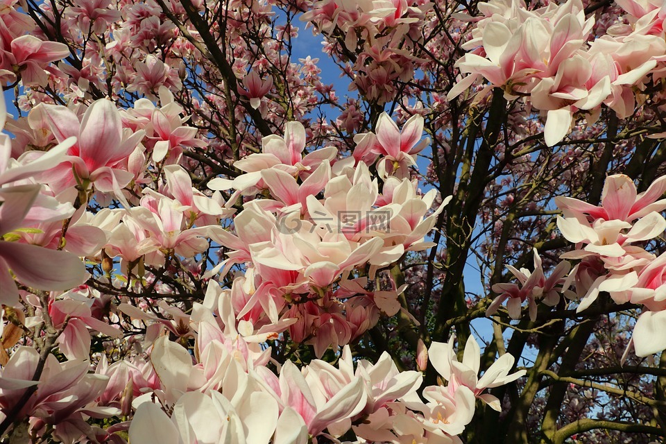 玉兰,白玉兰树,春天