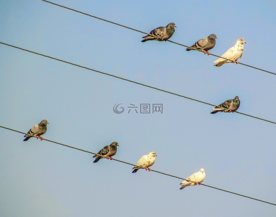 鸟 电线 集团高清图库素材免费下载 图片编号 六图网