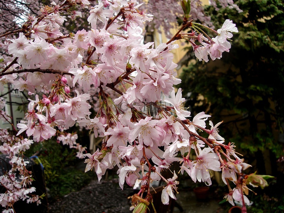 樱花,自然,微妙