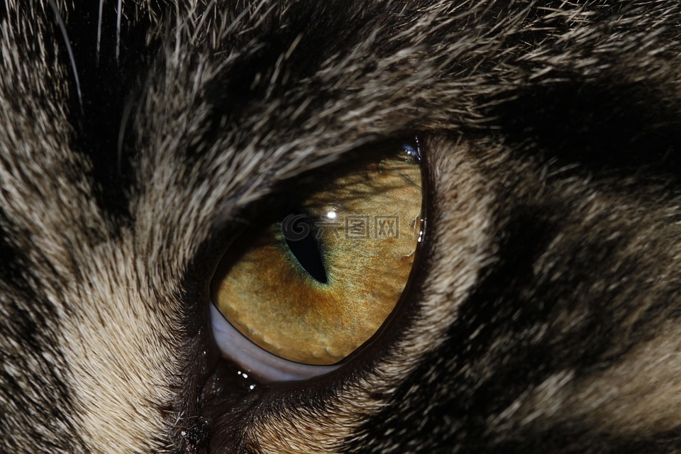 动物的眼睛,眼睛,动物