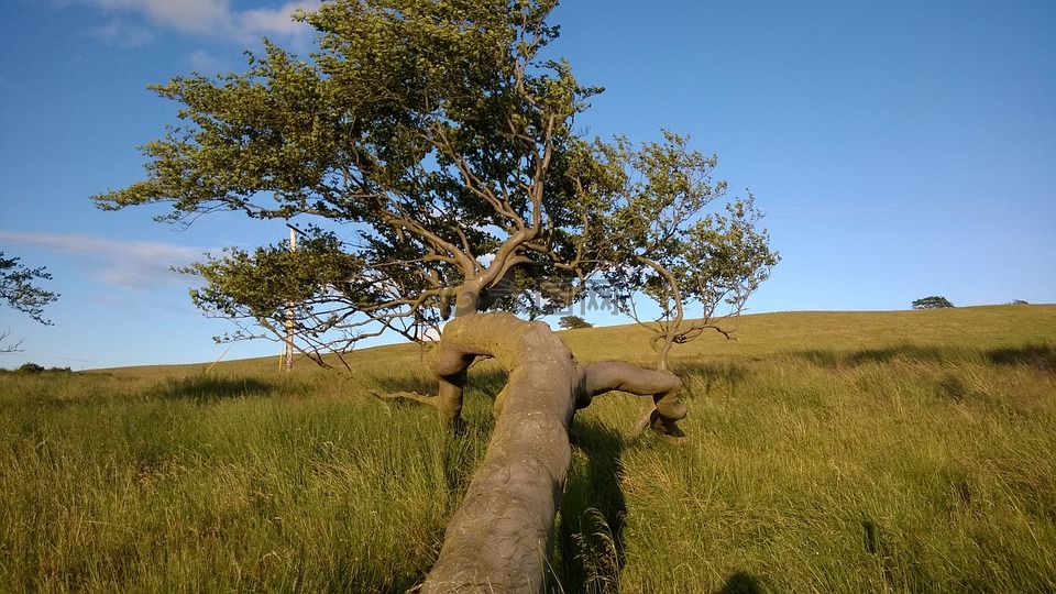 倒下的树,巴思盖特山,景观