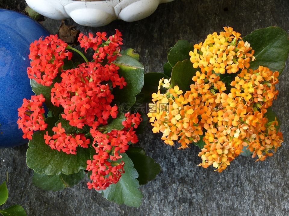 火红 käthchen,鲜花,花
