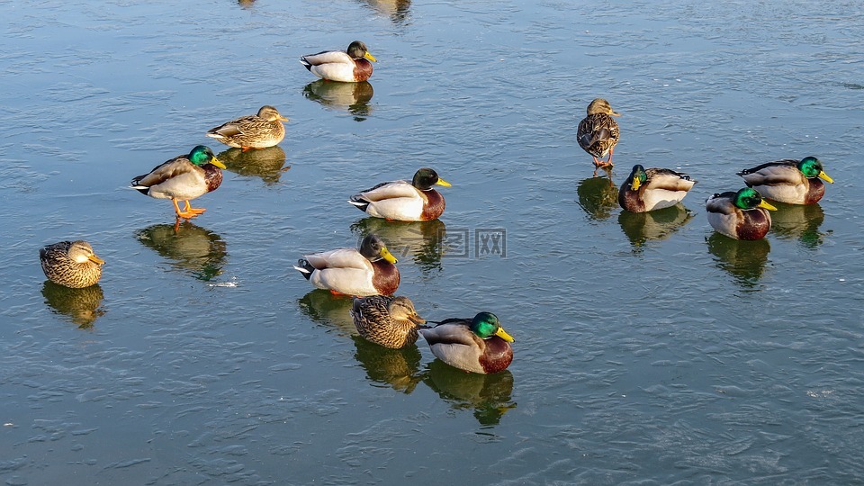鸭,结冰的湖面,池塘