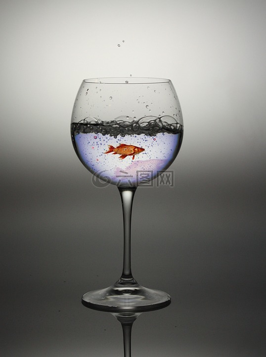 玻璃,水,红色的鱼