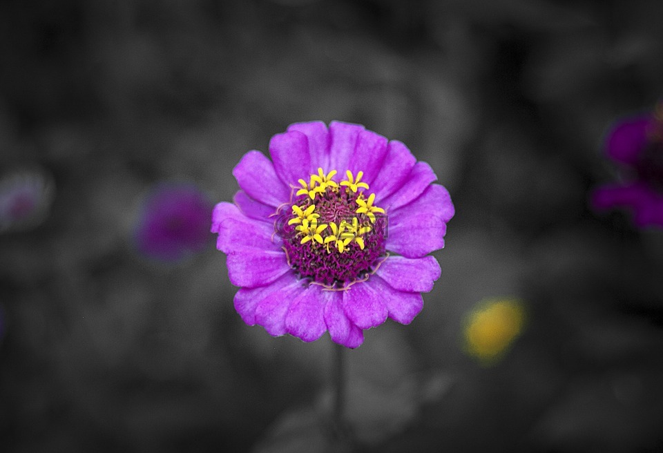 花,紫色,紫色花