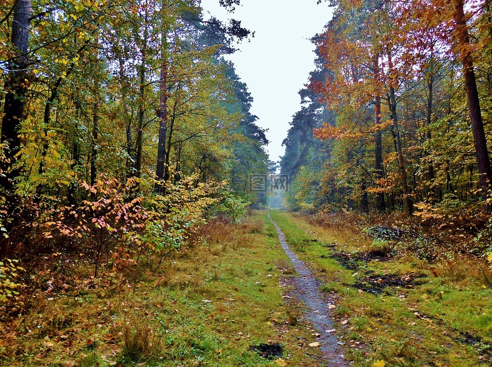 森林路径,路径,秋天的心情