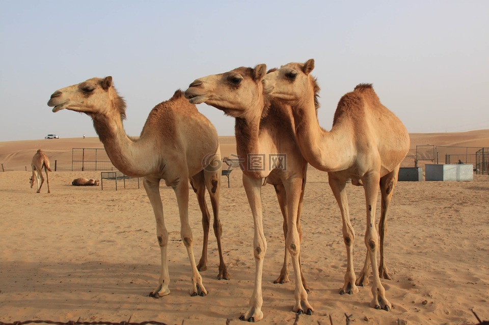 骆驼,沙漠,迪拜