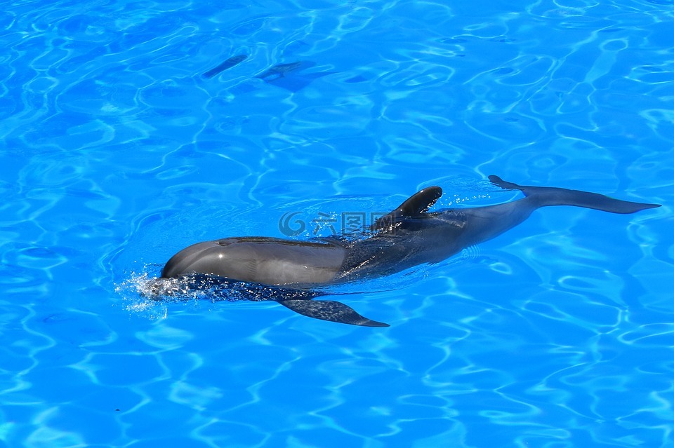 德尔,水族馆,海豚馆