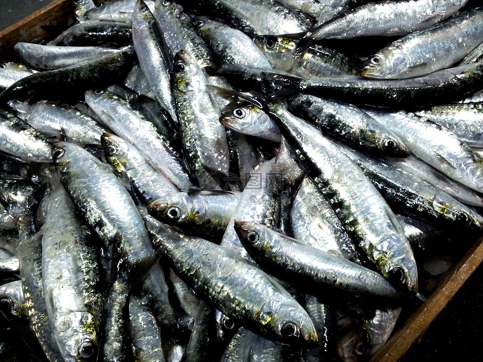 沙丁鱼,马尔皮卡德甘迪奥斯,拉科鲁尼亚