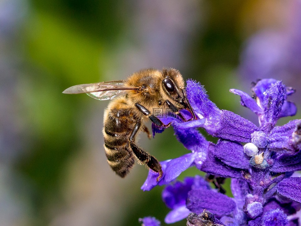 蜜蜂,花,昆虫