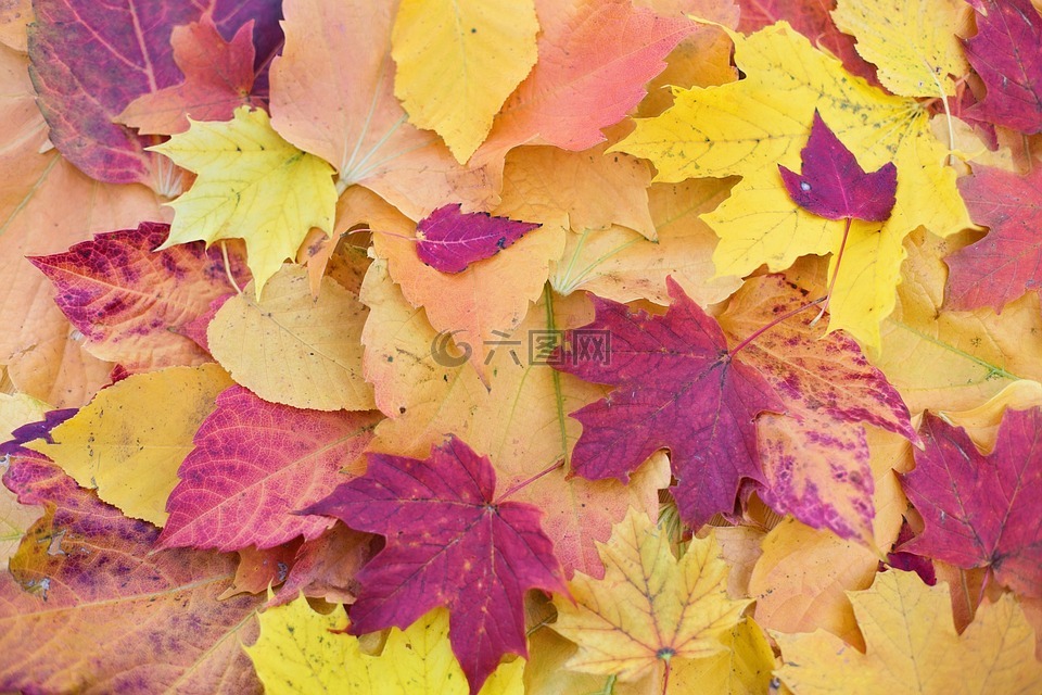 秋天的树叶,多彩的树叶,秋天树叶