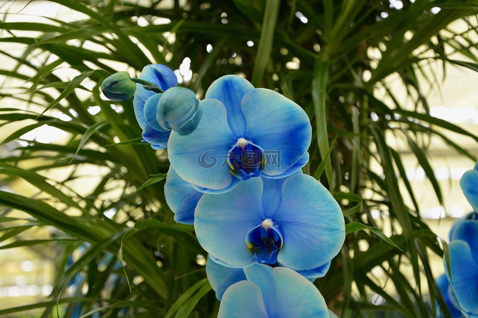 蓝色的兰花,鲜花,植物提供
