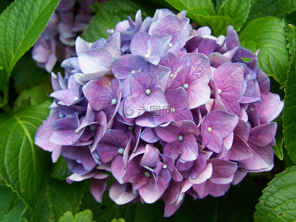 蓝紫色绣球,花园,夏天花