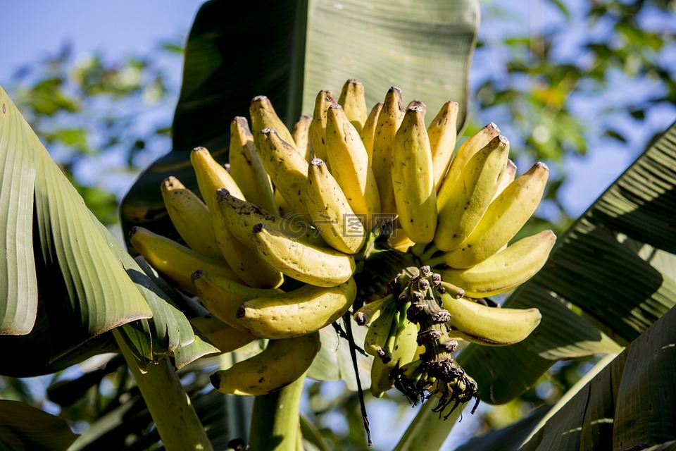 香蕉,香蕉树,营养