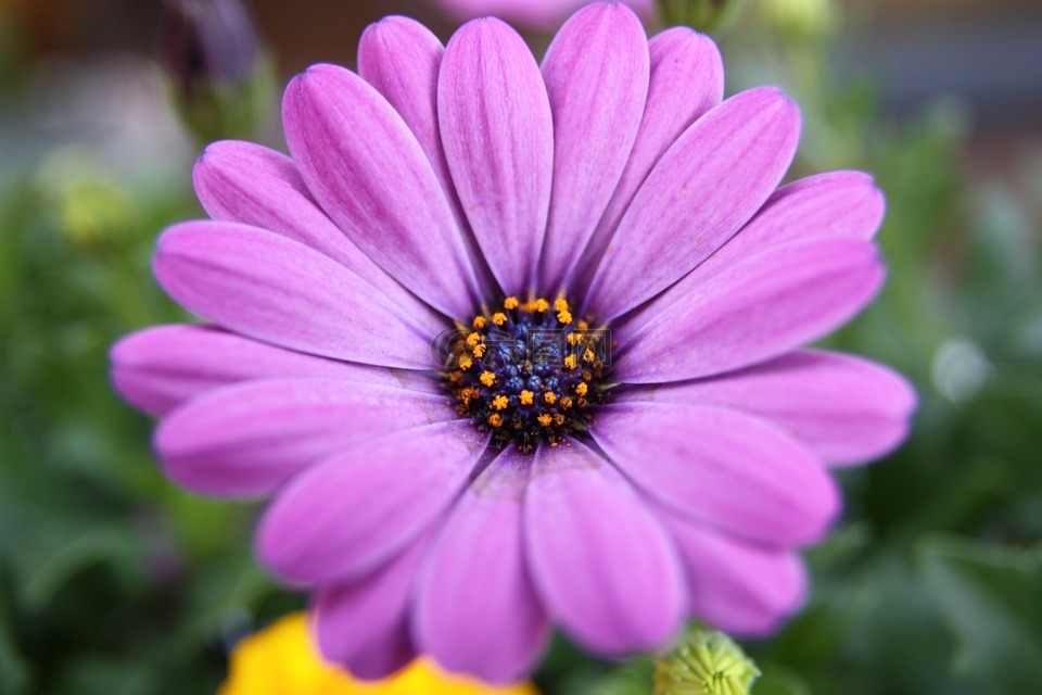 紫,开普篮,鲜花