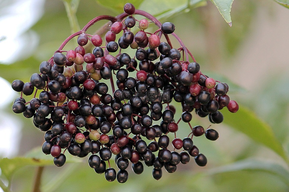 長老,elderberries,黑接骨木