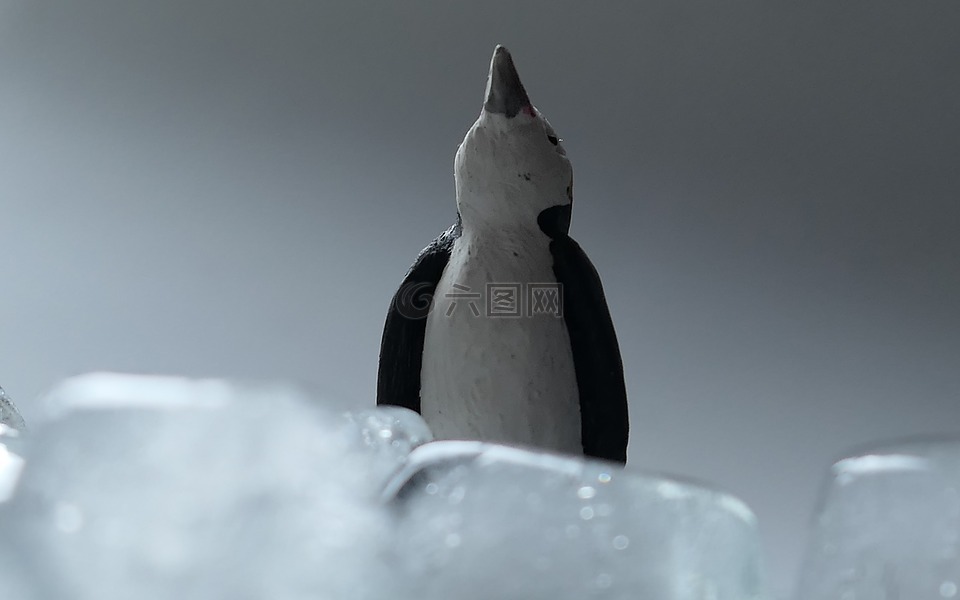 冰,企鹅,冷
