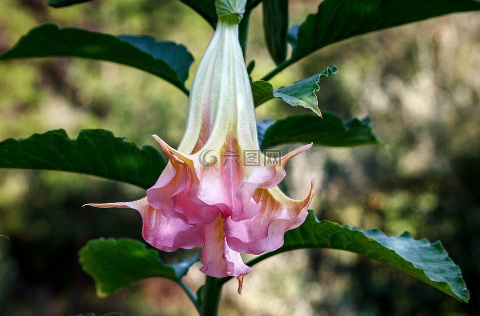 天使小号,brugmansia,花灌木