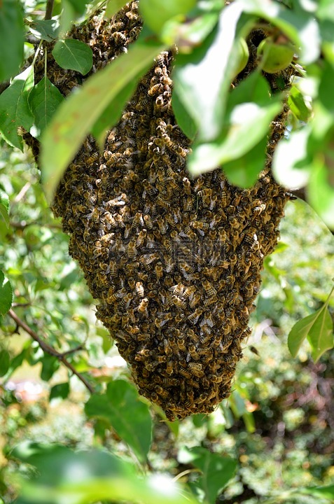 蜜蜂,蜂房,蜂窝奇切瓦文