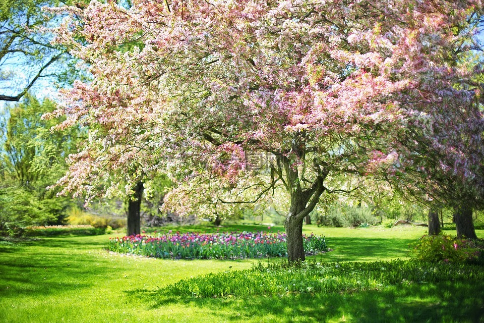 春,粉红色的花,粉红色的树