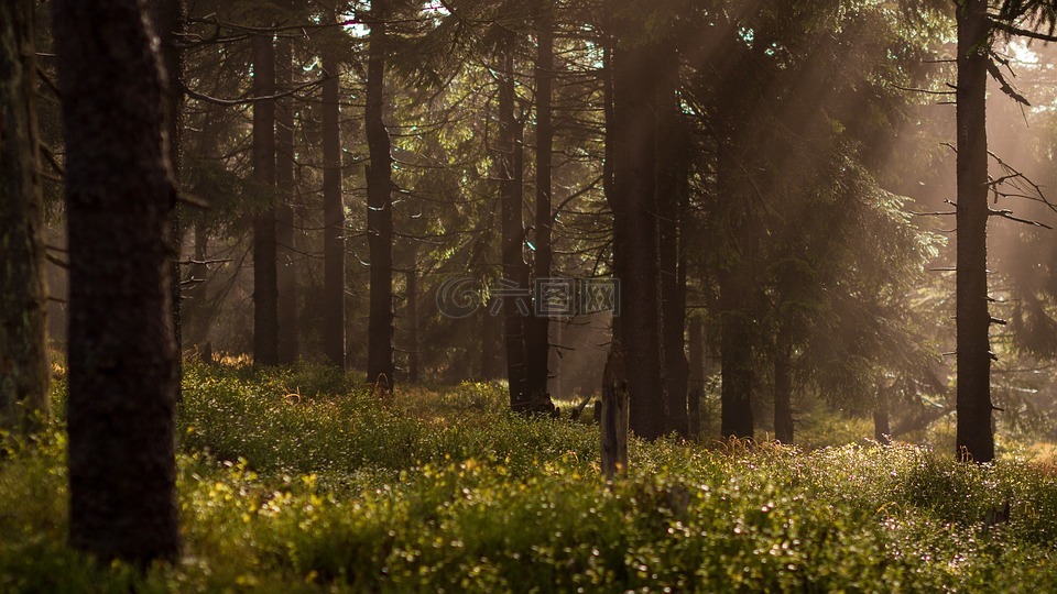 森林,射线,太阳