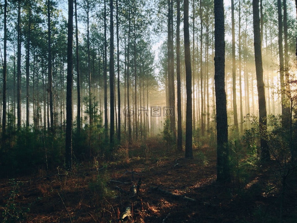 森林,树,射线