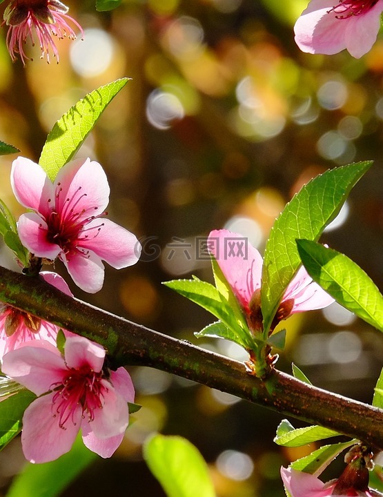 花,油桃树,春天的花朵