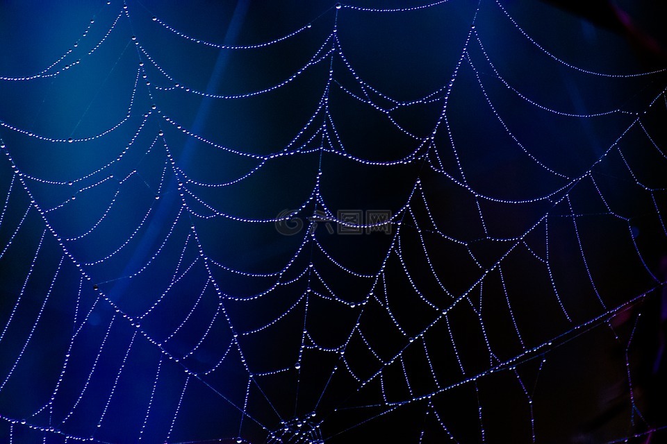 蜘蛛,web,蓝色
