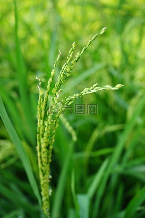 植物,微距,小麦