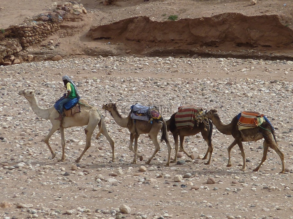 摩洛哥,单峰骆驼,骆驼