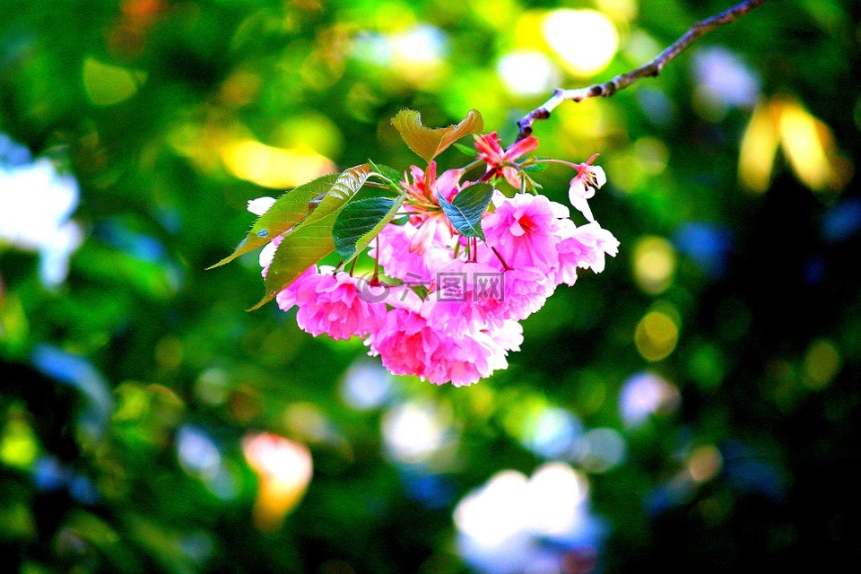 樱花,粉红色,日本樱花盛开