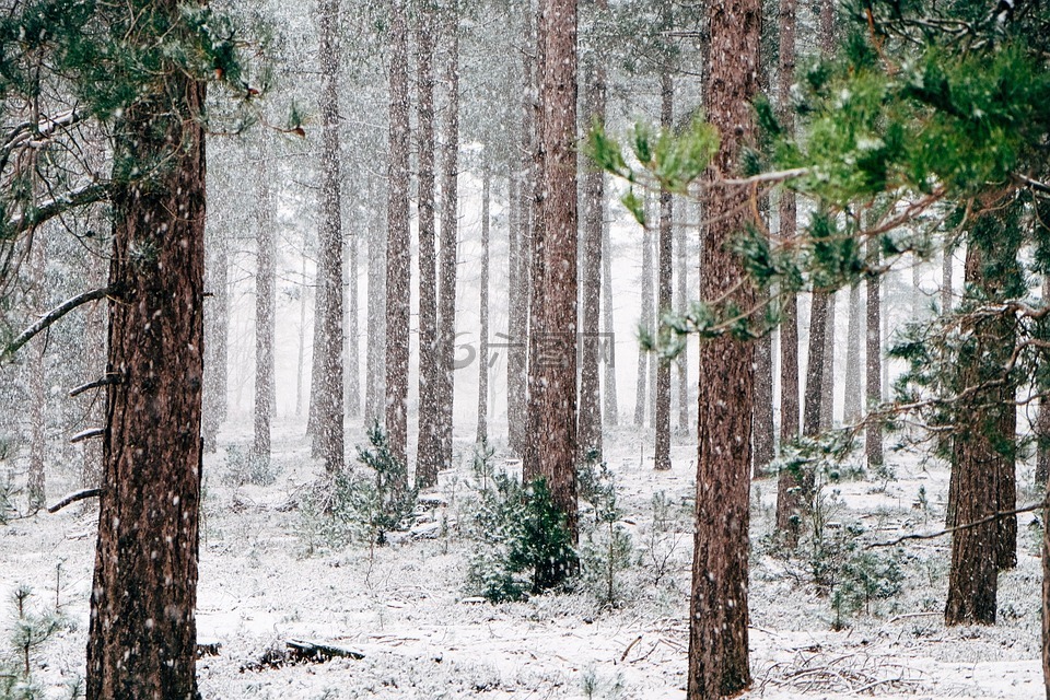 伍兹,雪,树