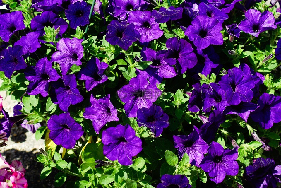 矮牵牛,鲜花,紫