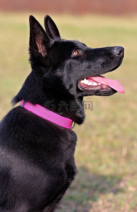 黑的德国牧羊犬,狗,粉红色的衣领
