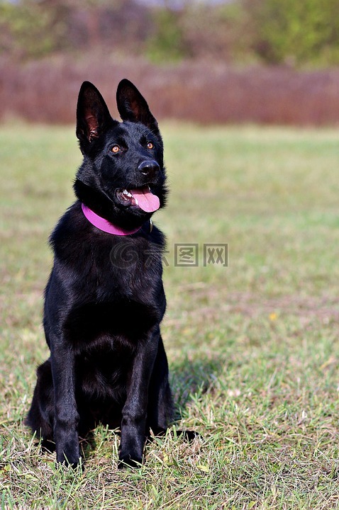 黑的德国牧羊犬,狗,坐在